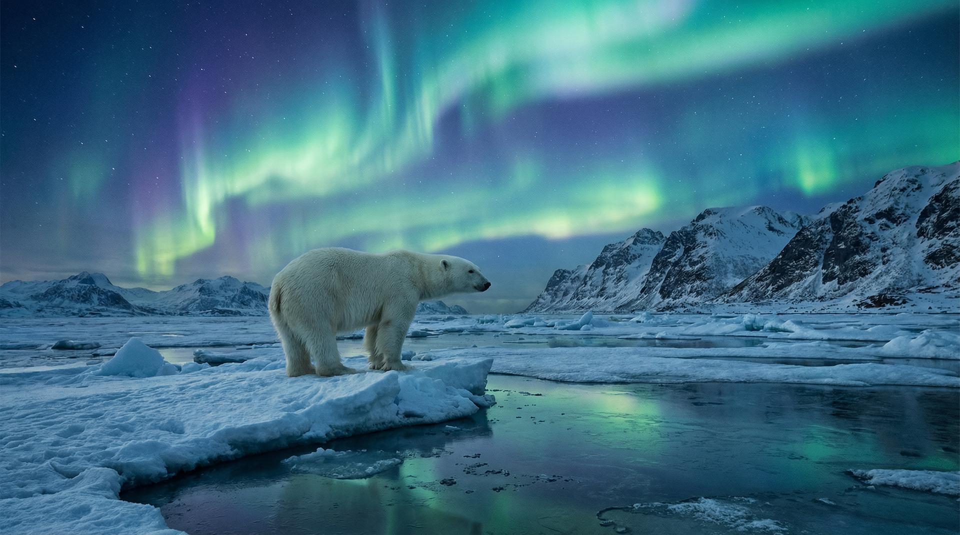 芒果视频北极熊视频